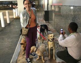 Conoce a la organización mexicana que busca  nuevos hogares en Canadá para perritos callejeros