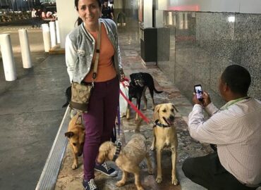 Conoce a la organización mexicana que busca  nuevos hogares en Canadá para perritos callejeros