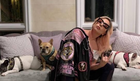 Secuestran a perros de Lady Gaga tras balear a paseador