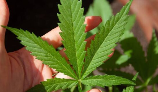 Marihuana, daños, beneficios, nivel de dependencia y todo lo que debes saber de esta planta