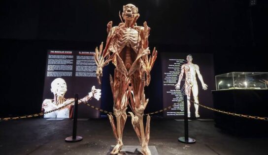 Bodies, una exhibición educativa con cuerpos reales